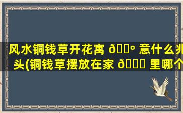 风水铜钱草开花寓 🐺 意什么兆头(铜钱草摆放在家 🐒 里哪个位置zui
好)